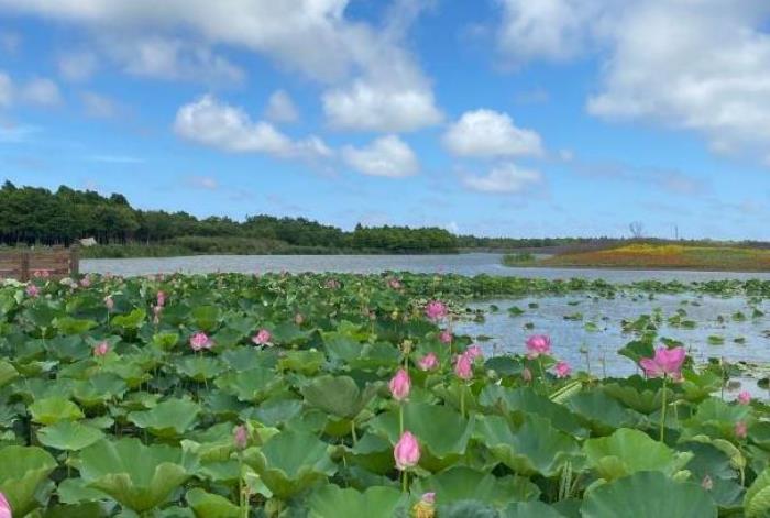 上海东滩湿地公园一日游攻略