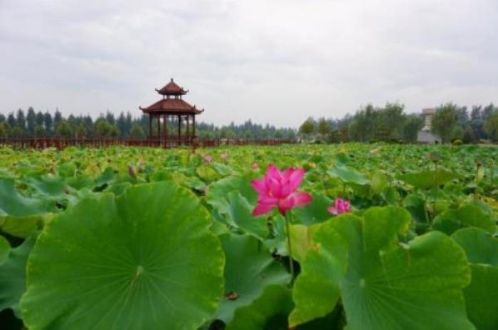 荷花温泉