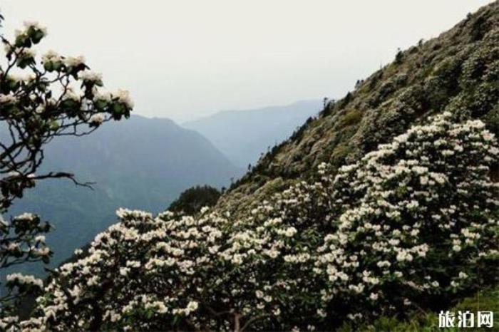 芦山大川河旅游景区