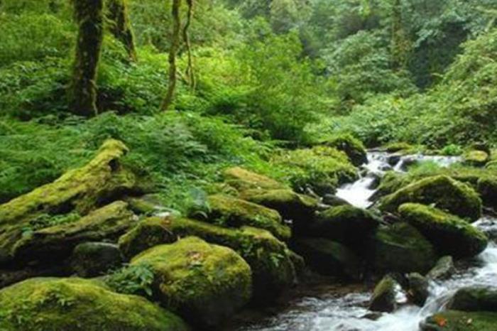 九龙原始森林景区