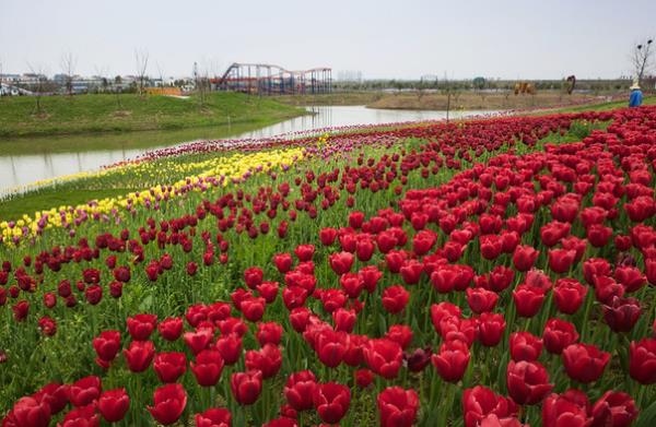 百万花海风景区