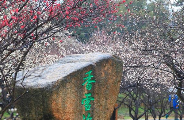 香雪海