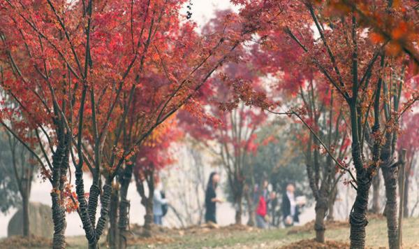 香山景区