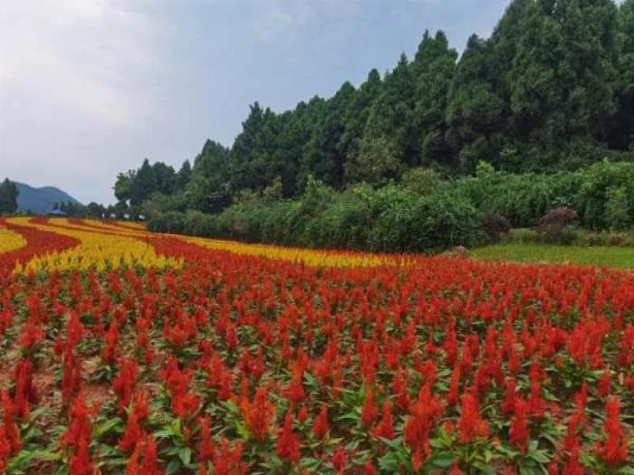 德阳-香山寿香谷