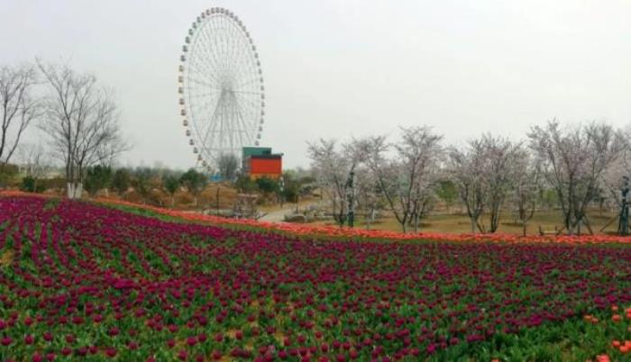 泰山花海